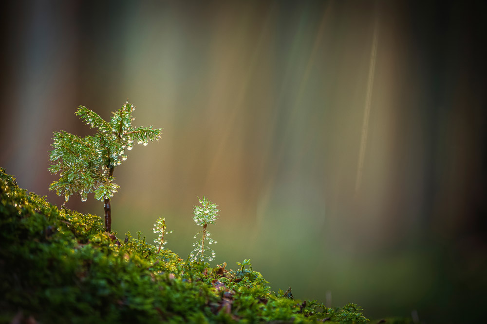 Monatsbilder Juni 2023